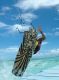 Kiteboard Haura XXL